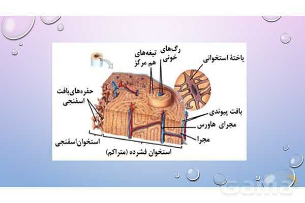 پاورپوینت خلاصه فصل 3 زیست یازدهم؛ دستگاه حرکتی- پیش نمایش