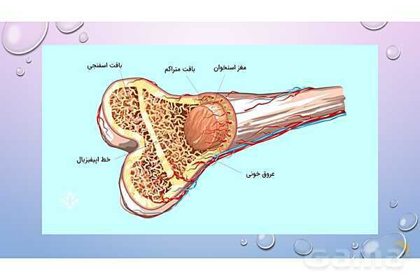 پاورپوینت خلاصه فصل 3 زیست یازدهم؛ دستگاه حرکتی- پیش نمایش