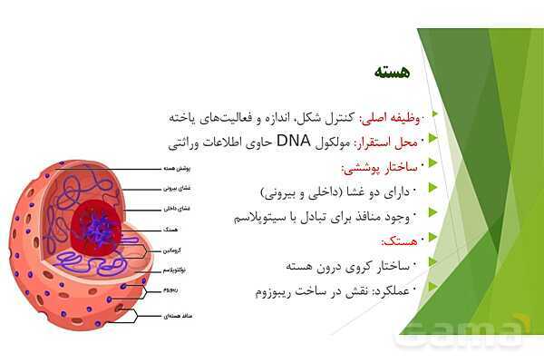 پاور آموزش کنکور محور زیست شناسی دهم | فصل 1 گفتار 3: یاخته و بافت در بدن انسان- پیش نمایش