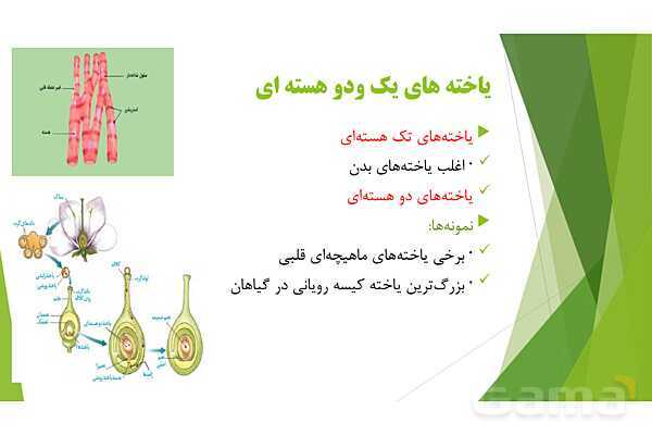 پاور آموزش کنکور محور زیست شناسی دهم | فصل 1 گفتار 3: یاخته و بافت در بدن انسان- پیش نمایش
