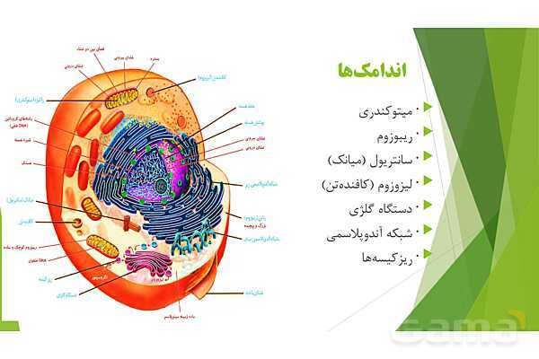 پاور آموزش کنکور محور زیست شناسی دهم | فصل 1 گفتار 3: یاخته و بافت در بدن انسان- پیش نمایش