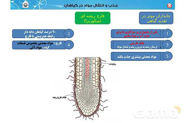 پاورپوینت تدریس زیست دهم تجربی | فصل 7: جذب و انتقال مواد در گیاهان (گفتار 1 تا 3) - پیش نمایش