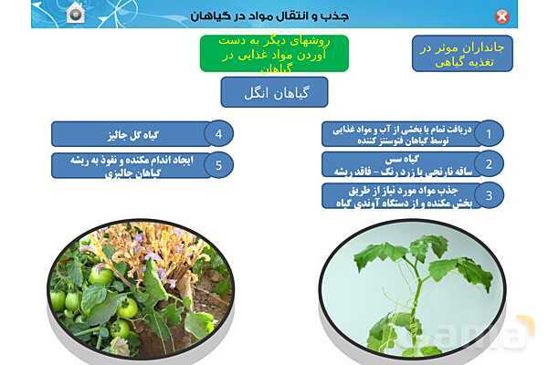 پاورپوینت تدریس زیست دهم تجربی | فصل 7: جذب و انتقال مواد در گیاهان (گفتار 1 تا 3) - پیش نمایش