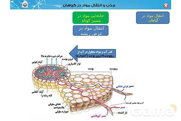 پاورپوینت تدریس زیست دهم تجربی | فصل 7: جذب و انتقال مواد در گیاهان (گفتار 1 تا 3) - پیش نمایش