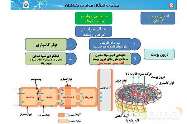 پاورپوینت تدریس زیست دهم تجربی | فصل 7: جذب و انتقال مواد در گیاهان (گفتار 1 تا 3) - پیش نمایش