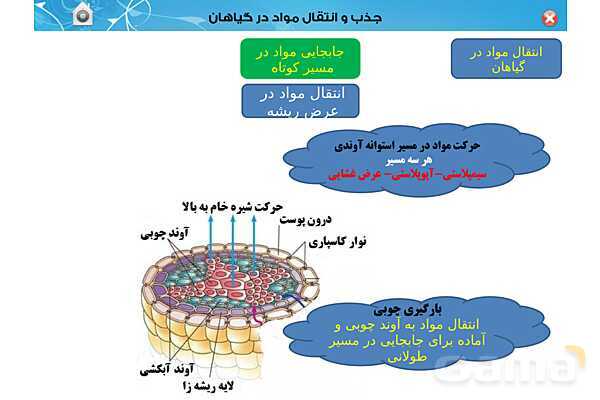 پاورپوینت تدریس زیست دهم تجربی | فصل 7: جذب و انتقال مواد در گیاهان (گفتار 1 تا 3) - پیش نمایش