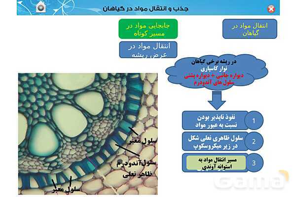پاورپوینت تدریس زیست دهم تجربی | فصل 7: جذب و انتقال مواد در گیاهان (گفتار 1 تا 3) - پیش نمایش