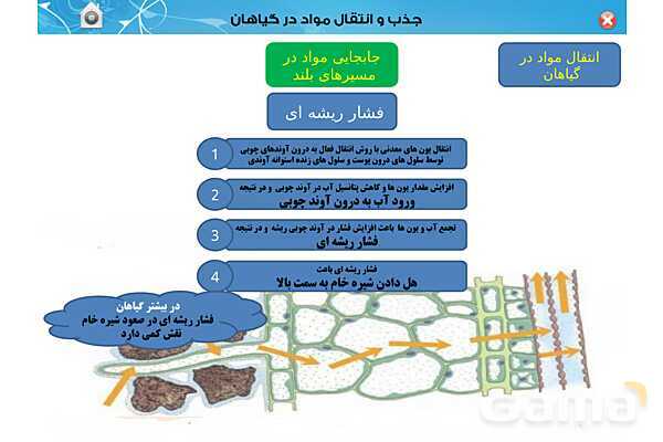 پاورپوینت تدریس زیست دهم تجربی | فصل 7: جذب و انتقال مواد در گیاهان (گفتار 1 تا 3) - پیش نمایش