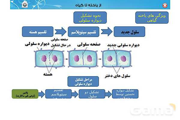 پاورپوینت تدریس زیست دهم تجربی | فصل 6: از یاخته تا گیاه  (گفتار 1 تا 3) - پیش نمایش