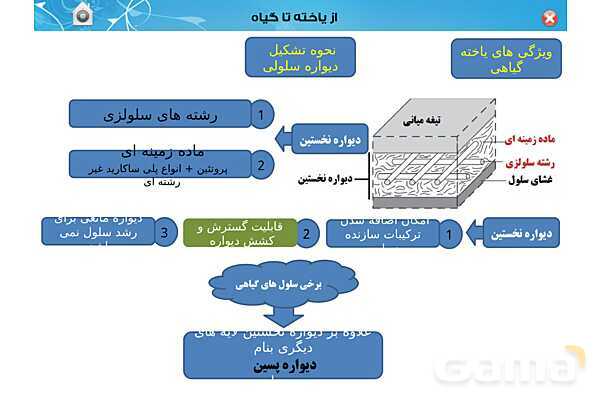 پاورپوینت تدریس زیست دهم تجربی | فصل 6: از یاخته تا گیاه  (گفتار 1 تا 3) - پیش نمایش