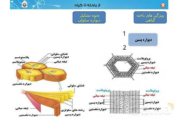 پاورپوینت تدریس زیست دهم تجربی | فصل 6: از یاخته تا گیاه  (گفتار 1 تا 3) - پیش نمایش