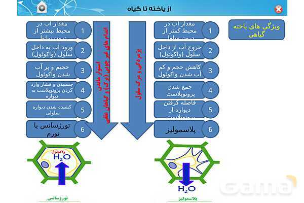 پاورپوینت تدریس زیست دهم تجربی | فصل 6: از یاخته تا گیاه  (گفتار 1 تا 3) - پیش نمایش