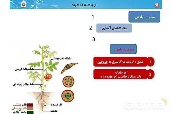 پاورپوینت تدریس زیست دهم تجربی | فصل 6: از یاخته تا گیاه  (گفتار 1 تا 3) - پیش نمایش