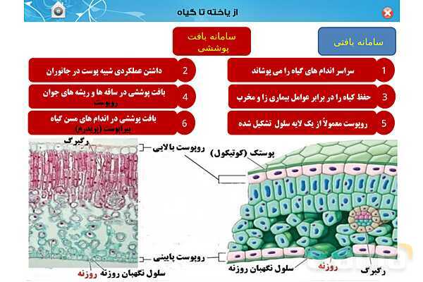 پاورپوینت تدریس زیست دهم تجربی | فصل 6: از یاخته تا گیاه  (گفتار 1 تا 3) - پیش نمایش