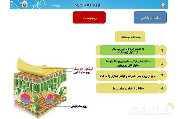 پاورپوینت تدریس زیست دهم تجربی | فصل 6: از یاخته تا گیاه  (گفتار 1 تا 3) - پیش نمایش