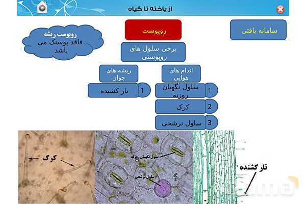 پاورپوینت تدریس زیست دهم تجربی | فصل 6: از یاخته تا گیاه  (گفتار 1 تا 3) - پیش نمایش
