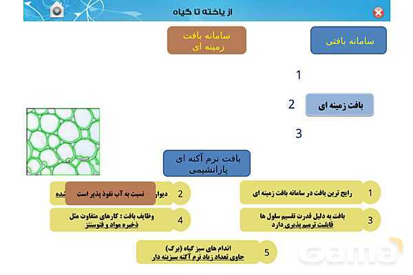 پاورپوینت تدریس زیست دهم تجربی | فصل 6: از یاخته تا گیاه  (گفتار 1 تا 3) - پیش نمایش