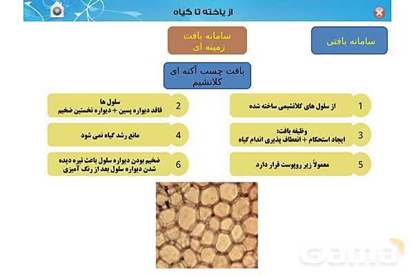 پاورپوینت تدریس زیست دهم تجربی | فصل 6: از یاخته تا گیاه  (گفتار 1 تا 3) - پیش نمایش