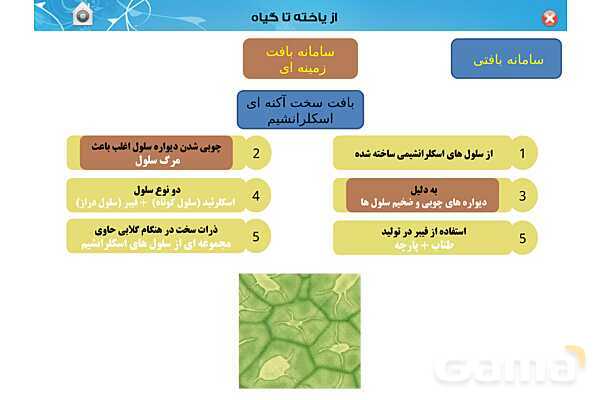 پاورپوینت تدریس زیست دهم تجربی | فصل 6: از یاخته تا گیاه  (گفتار 1 تا 3) - پیش نمایش
