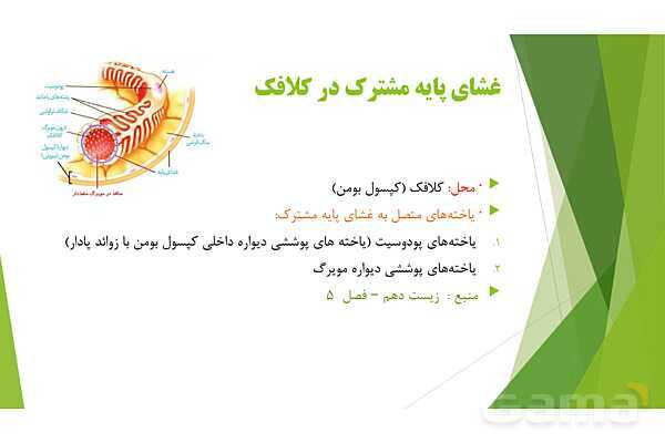 پاور آموزش کنکور محور زیست شناسی دهم | فصل 1 گفتار 3: انواع بافت های بدن انسان- پیش نمایش