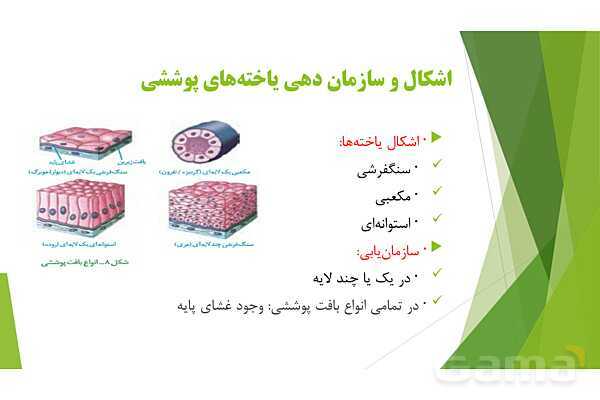 پاور آموزش کنکور محور زیست شناسی دهم | فصل 1 گفتار 3: انواع بافت های بدن انسان- پیش نمایش