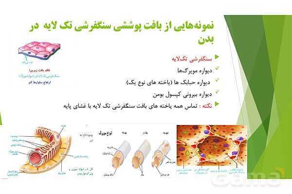 پاور آموزش کنکور محور زیست شناسی دهم | فصل 1 گفتار 3: انواع بافت های بدن انسان- پیش نمایش