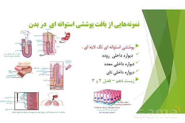 پاور آموزش کنکور محور زیست شناسی دهم | فصل 1 گفتار 3: انواع بافت های بدن انسان- پیش نمایش