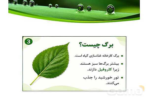 پاورپوینت شگفتی‌های برگ درس 11 علوم ششم- پیش نمایش