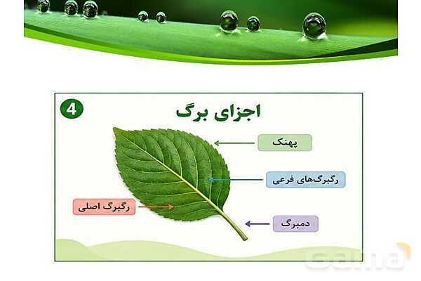 پاورپوینت شگفتی‌های برگ درس 11 علوم ششم- پیش نمایش
