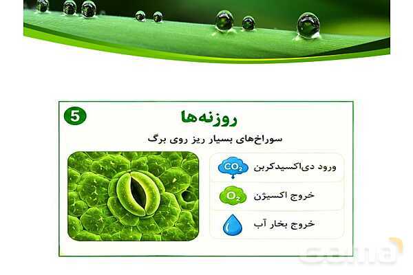 پاورپوینت شگفتی‌های برگ درس 11 علوم ششم- پیش نمایش