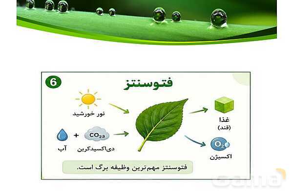 پاورپوینت شگفتی‌های برگ درس 11 علوم ششم- پیش نمایش