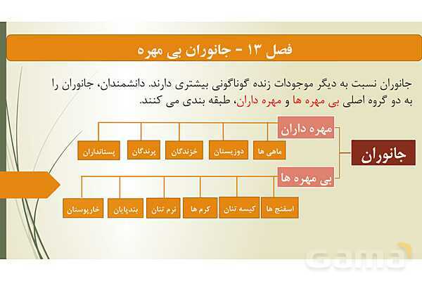 پاورپوینت فصل 13 علوم نهم؛ جانوران بی مهره