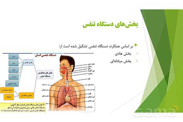 پاور آموزش کنکور محور زیست شناسی دهم | فصل 3 گفتار 1: بخش‌های عملکردی دستگاه تنفس، بخش هادی و بخش مبادله‌ای، حمل گازها در خون