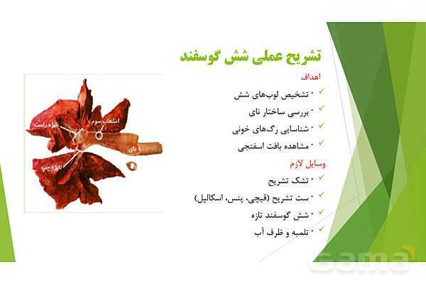 پاورپوینت آموزش کنکور محور زیست دهم | فصل 3 گفتار 2: تشریح شش گوسفند