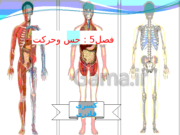 پاورپوینت تدریس کامل علوم تجربی هشتم  | فصل 5: حس و حرکت- پیش نمایش