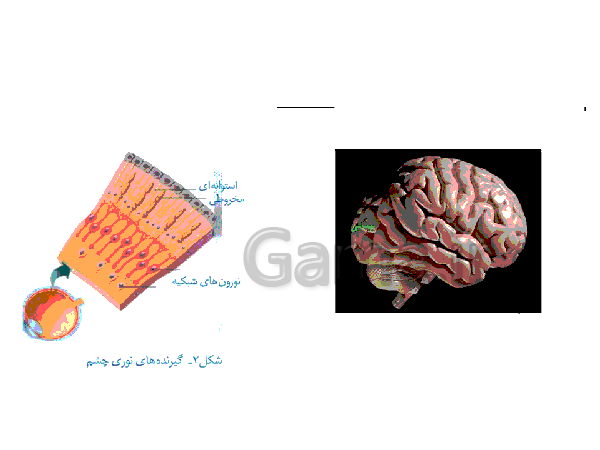 پاورپوینت تدریس کامل علوم تجربی هشتم  | فصل 5: حس و حرکت- پیش نمایش