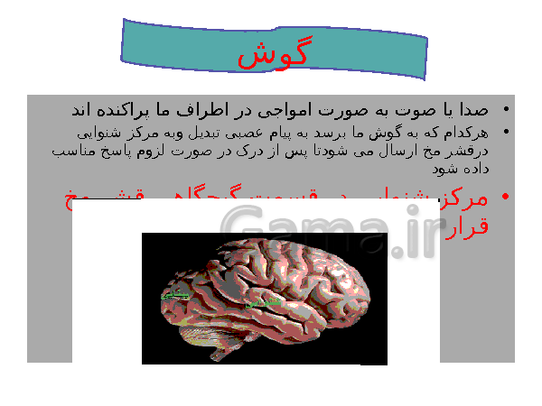 پاورپوینت تدریس کامل علوم تجربی هشتم  | فصل 5: حس و حرکت- پیش نمایش