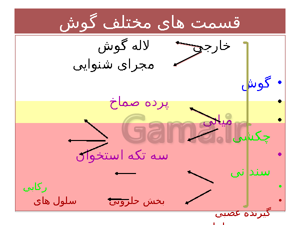 پاورپوینت تدریس کامل علوم تجربی هشتم  | فصل 5: حس و حرکت- پیش نمایش