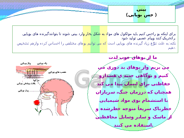 پاورپوینت تدریس کامل علوم تجربی هشتم  | فصل 5: حس و حرکت- پیش نمایش