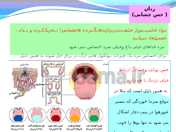 پاورپوینت تدریس کامل علوم تجربی هشتم  | فصل 5: حس و حرکت- پیش نمایش