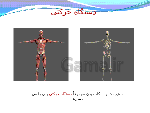 پاورپوینت تدریس کامل علوم تجربی هشتم  | فصل 5: حس و حرکت- پیش نمایش