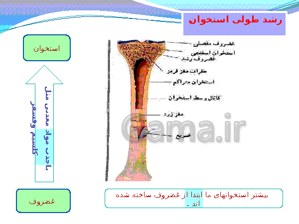 پاورپوینت تدریس کامل علوم تجربی هشتم  | فصل 5: حس و حرکت- پیش نمایش