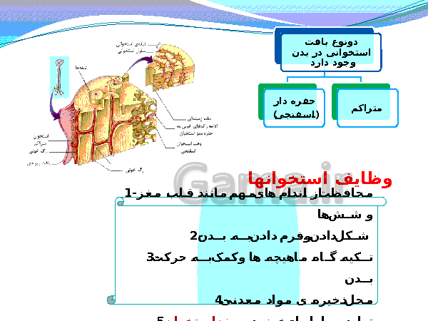 پاورپوینت تدریس کامل علوم تجربی هشتم  | فصل 5: حس و حرکت- پیش نمایش