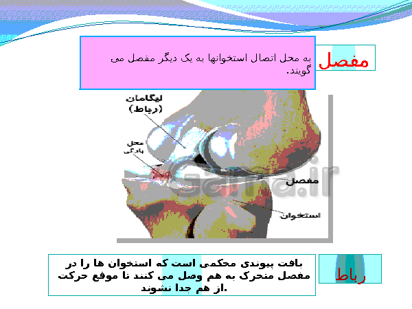 پاورپوینت تدریس کامل علوم تجربی هشتم  | فصل 5: حس و حرکت- پیش نمایش