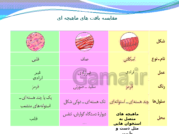 پاورپوینت تدریس کامل علوم تجربی هشتم  | فصل 5: حس و حرکت- پیش نمایش