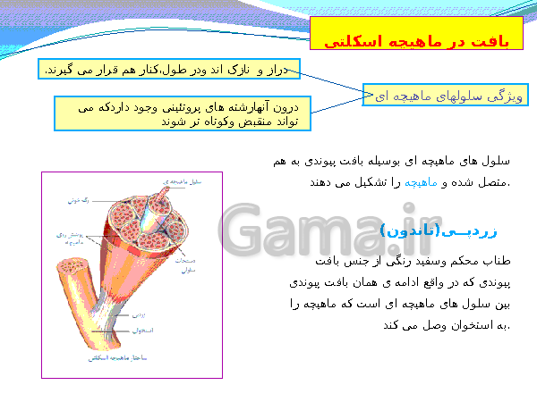 پاورپوینت تدریس کامل علوم تجربی هشتم  | فصل 5: حس و حرکت- پیش نمایش