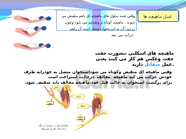 پاورپوینت تدریس کامل علوم تجربی هشتم  | فصل 5: حس و حرکت- پیش نمایش