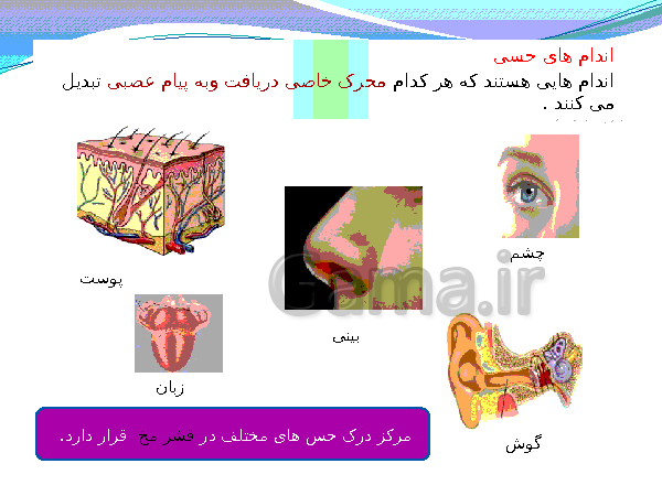 پاورپوینت تدریس کامل علوم تجربی هشتم  | فصل 5: حس و حرکت- پیش نمایش