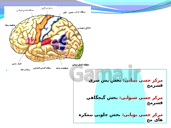 پاورپوینت تدریس کامل علوم تجربی هشتم  | فصل 5: حس و حرکت- پیش نمایش