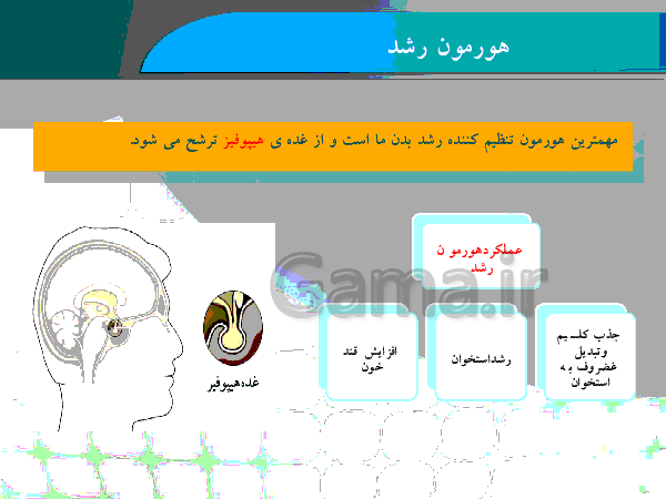 پاورپوینت علوم تجربی پایه هشتم | فصل 6: تنظیم هورمونی- پیش نمایش